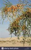 سیاه تاغ